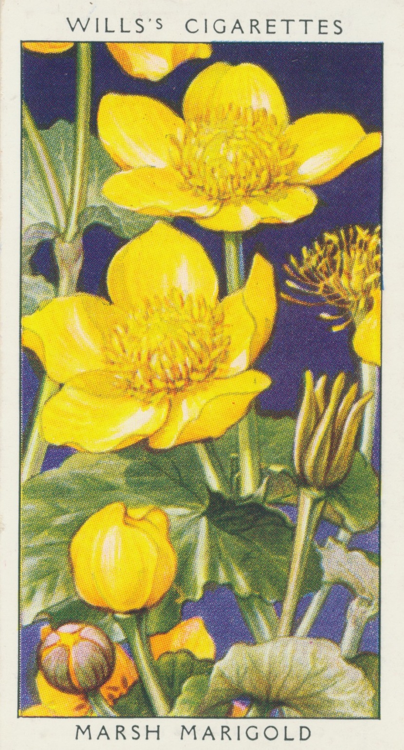 Clearly Vintage Wildflowers