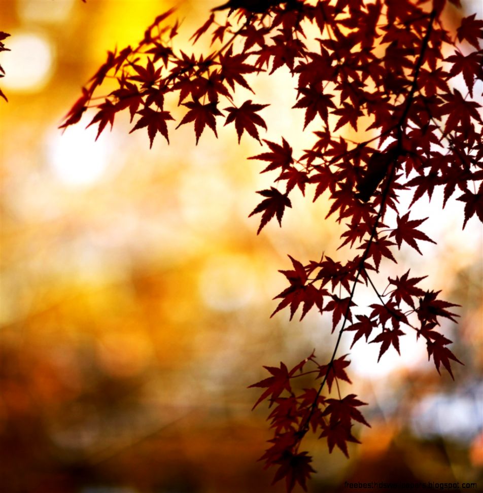 Red Foliage Bokeh iPad Air Wallpaper Download iPhone Wallpapers Red Foliage Bokeh iPad Air Wallpaper Download iPhone Wallpapers