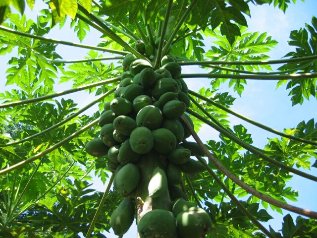 Papaya leaves cure Arthritis