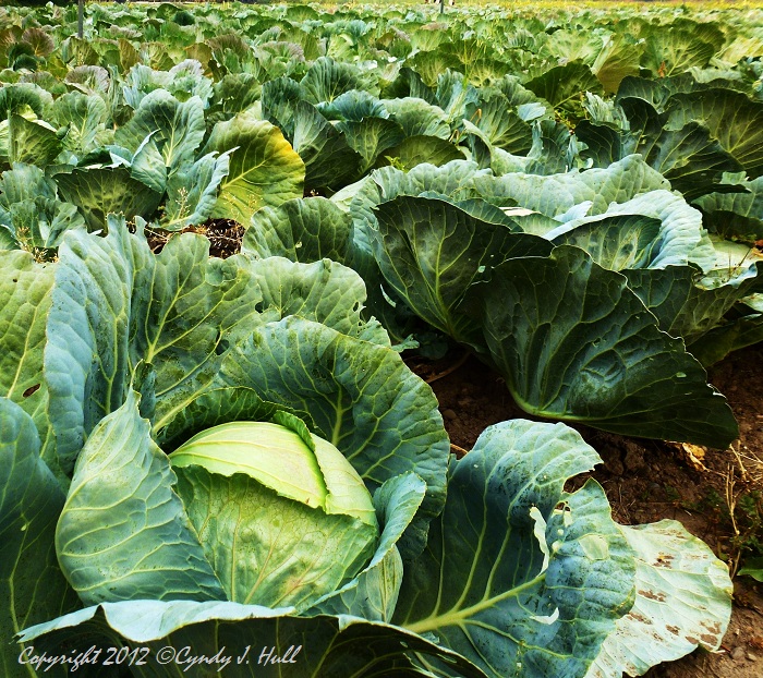 Montana 1 a 16 September 2012