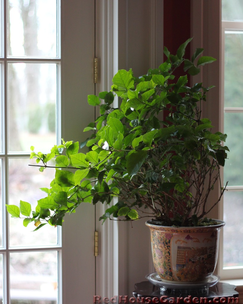 Red House Garden Houseplants on Beds of Moss