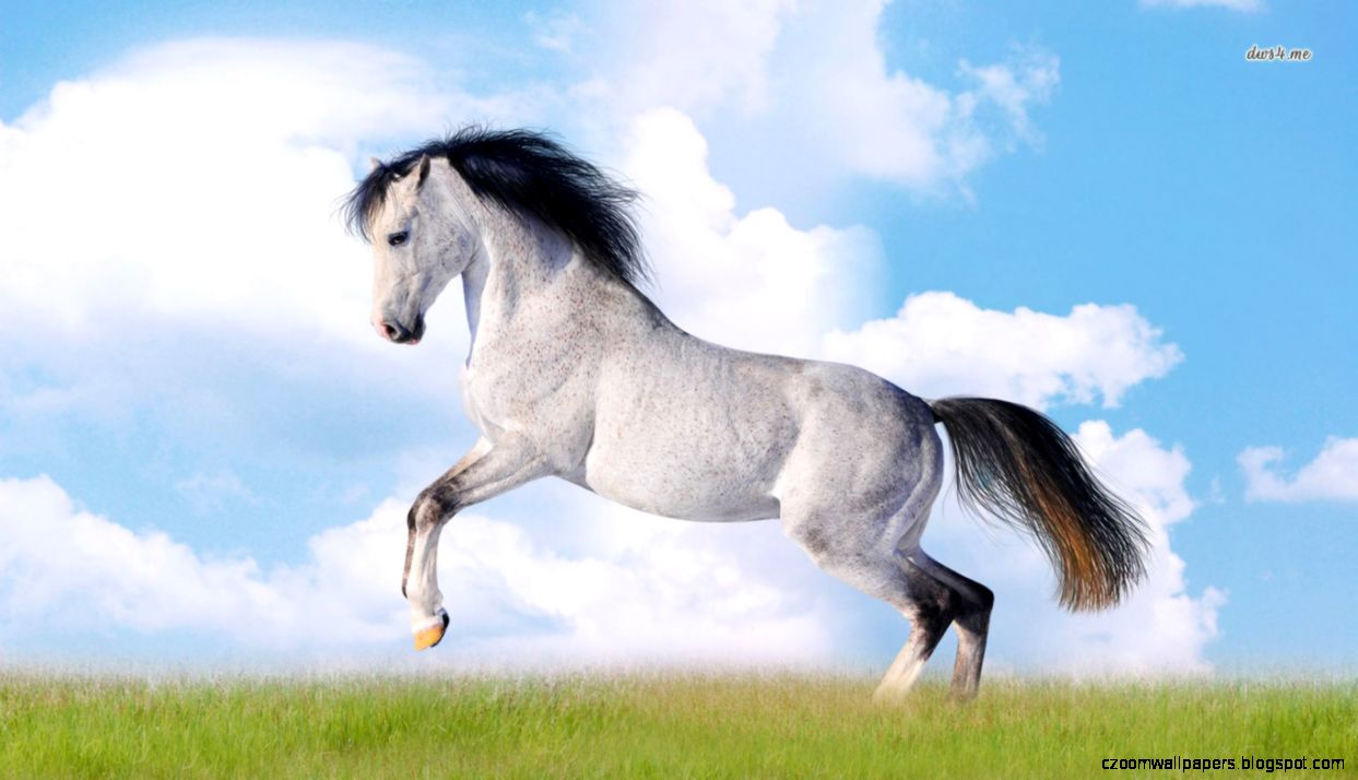 Image gallery for animal wallpaper horse Image gallery for animal wallpaper horse