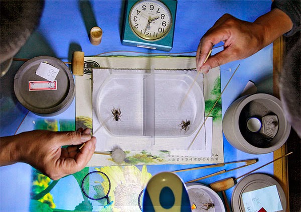 Поединок сверчков