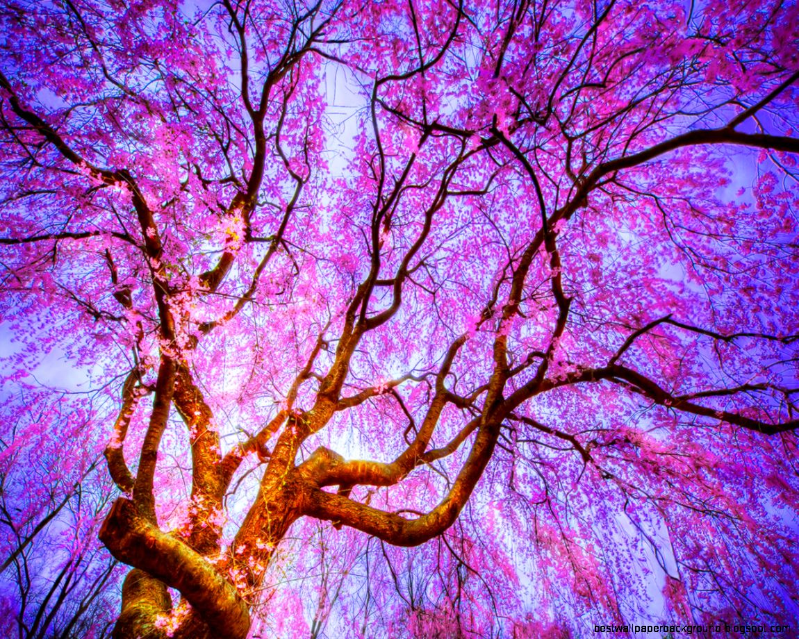 Spring Flowers Tumblr Spring Flowers Tumblr