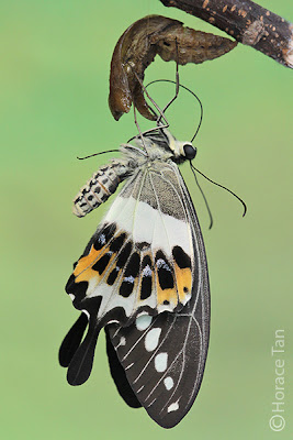 Papilio demolion eclosion/emergence. Credit: Horace Tan (Permission Obtained)