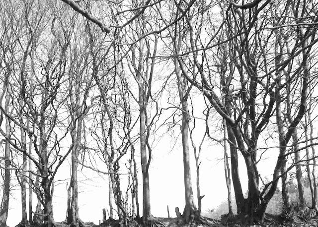 Trees on the Old Drove Road on Somerset Ridgeway in Black and White