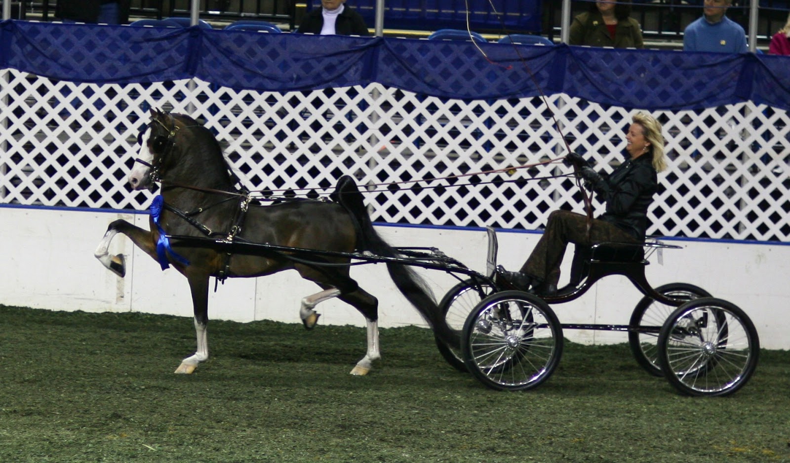 Horse Stampede Hackney Horse and Pony