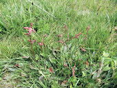 Common Sorrel