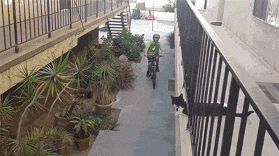 Cool animals giving high fives (15 gifs), funny gifs, cat gives high fives kid on bycicle