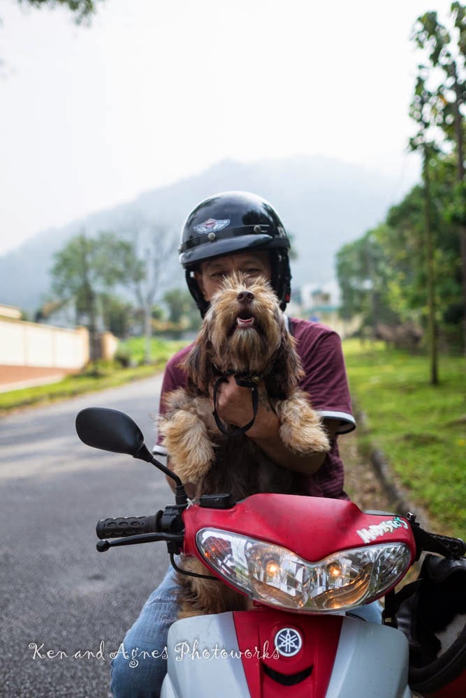Dog on motorbike in Taiping