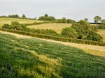 Evening in Hay Field