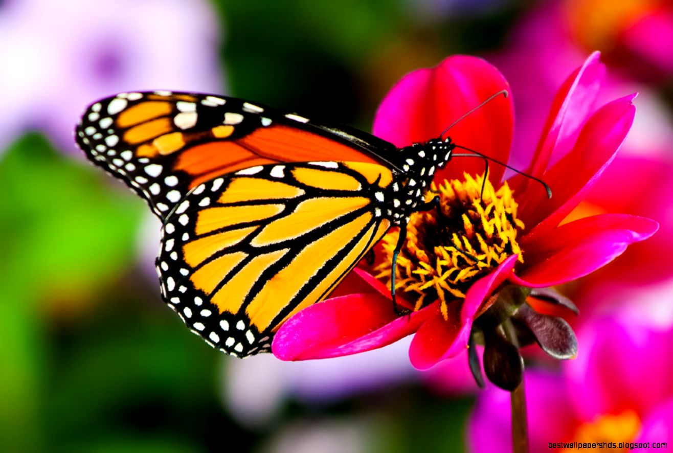 Butterfly on the flower 1 Cutest Animal Pictures Butterfly on the flower 1 Cutest Animal Pictures
