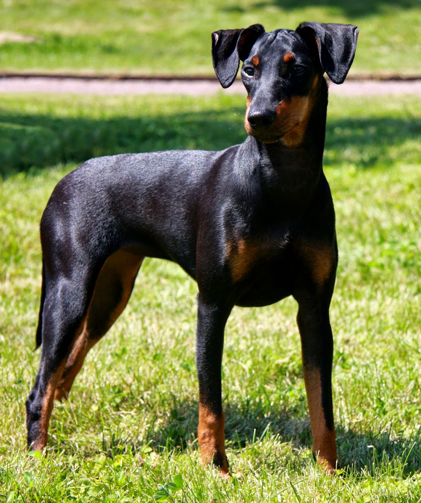 perros peque os de pelo corto razas razas de perros y gatos perros peque os de pelo corto razas razas de perros y gatos