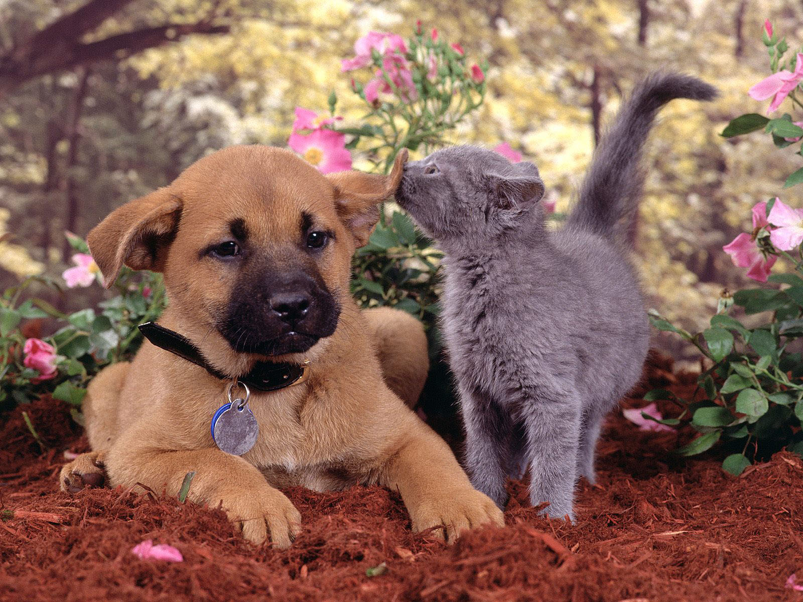 cute dog pictures beautiful dogs picture cute puppy pictures cute dogs pictures
