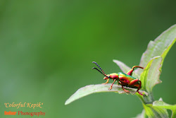 colourful kepik