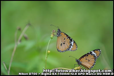 蝴蝶@大埔鳳園 (butterfly@Fung Yuen, Tai Po)