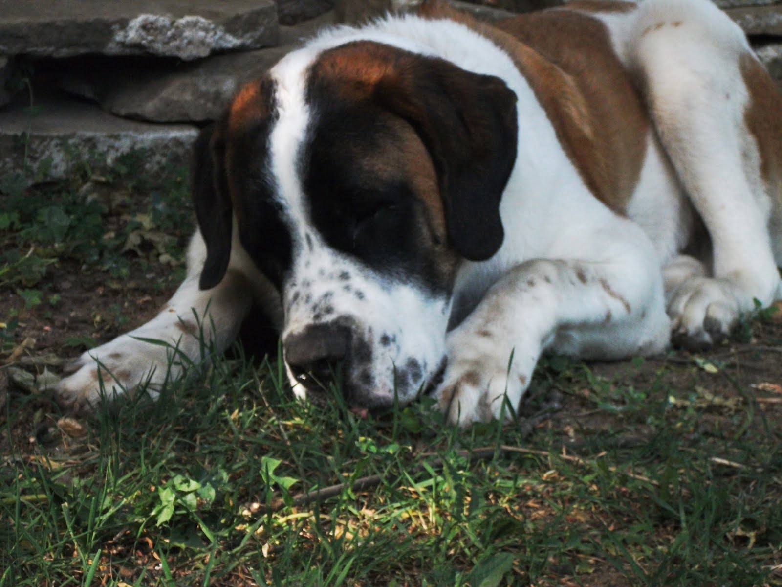 Embrace The Random Saint Bernard Puppy Information