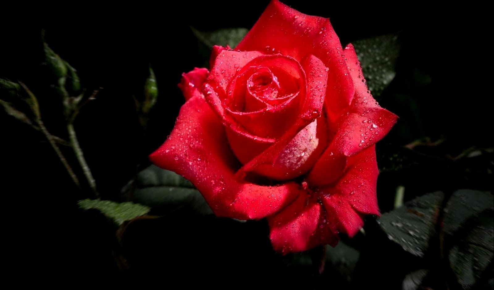 Desktop Red Rose Flower Desktop Red Rose Flower