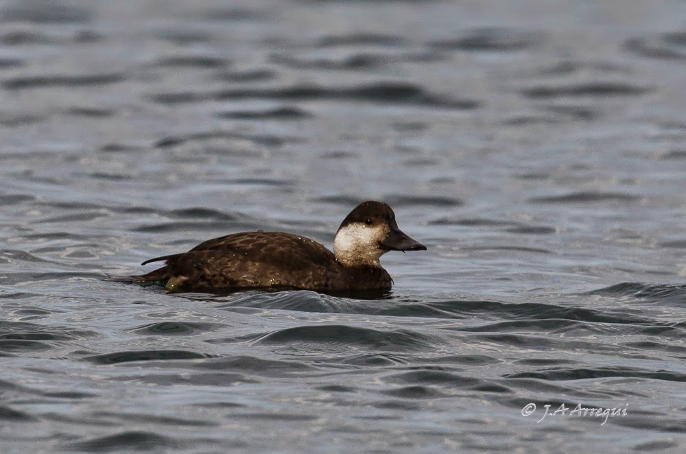 Negrón común, Melanitta nigra, Common Scoter Negrón común, Melanitta nigra, Common Scoter