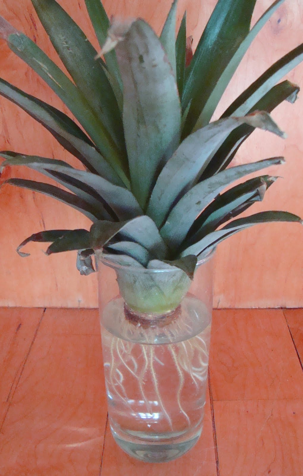 PassAlong Plants Planting the Pineapple