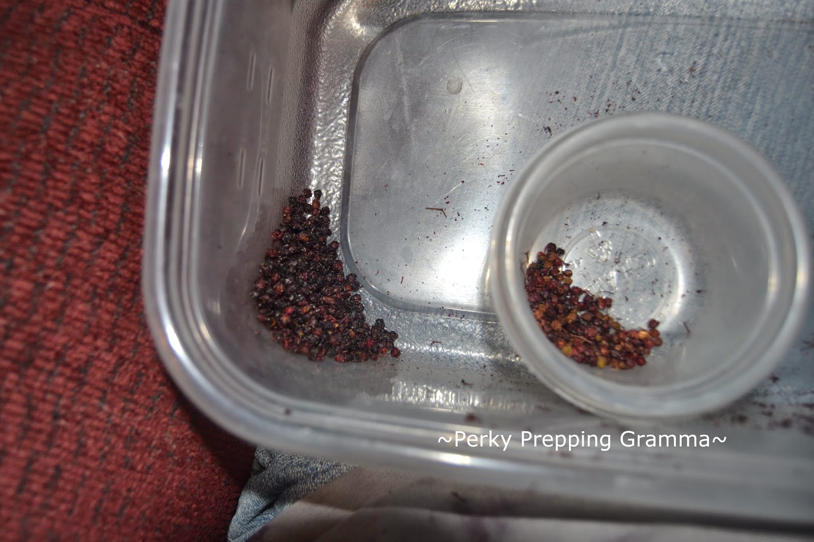 Perky Prepping Gramma Dehydrating Elderberries for Winter...