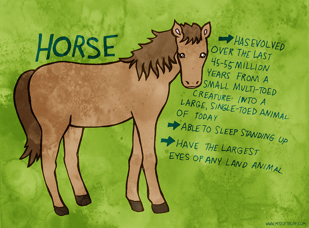 My Zoetrope May 2013