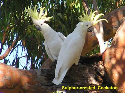 kinds of cockatoos kinds of cockatoos