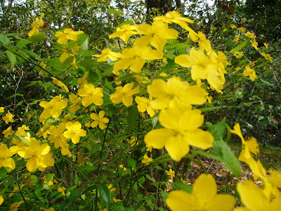 万博記念公園・日本庭園 山吹