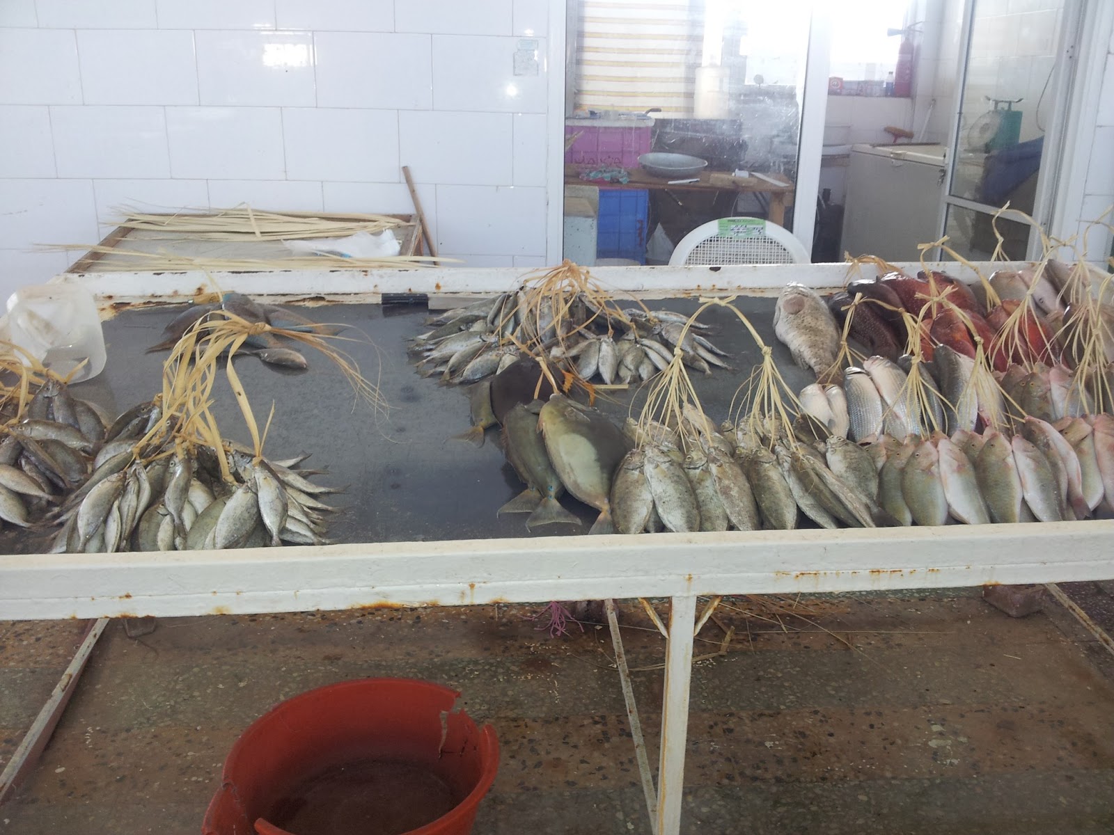 Butterfly in the oasis in the desert June 2013