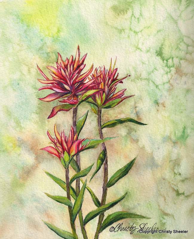 indian paintbrush painting indian paintbrush painting