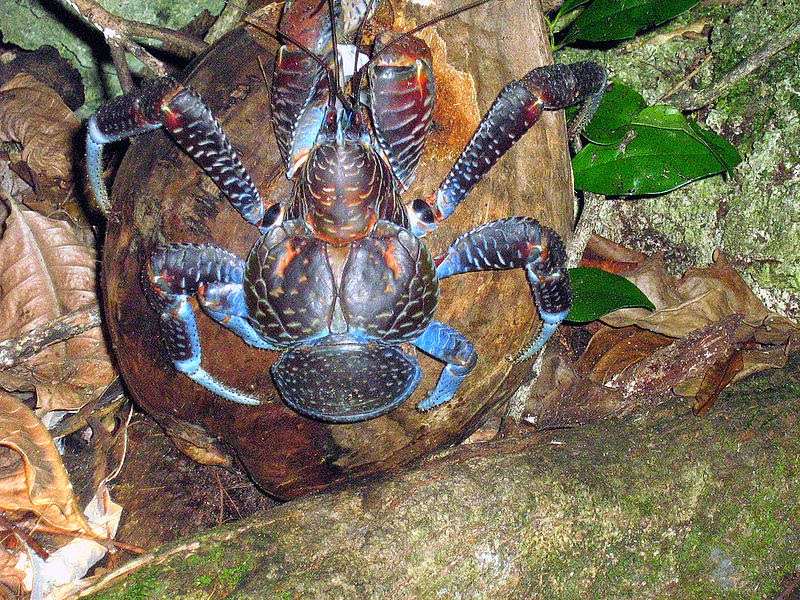 COCONUT CRAB THE INCREDIBLE FACTS The Garden of Eaden