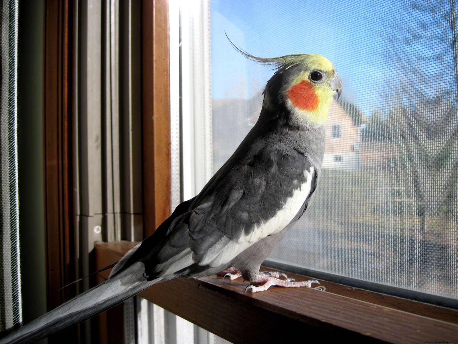 Blue Cockatiel Birds Blue Cockatiel Birds
