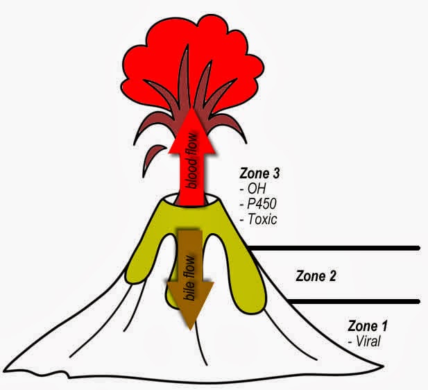 Medical MindMaps for USMLE Step 1 Liver Anatomy