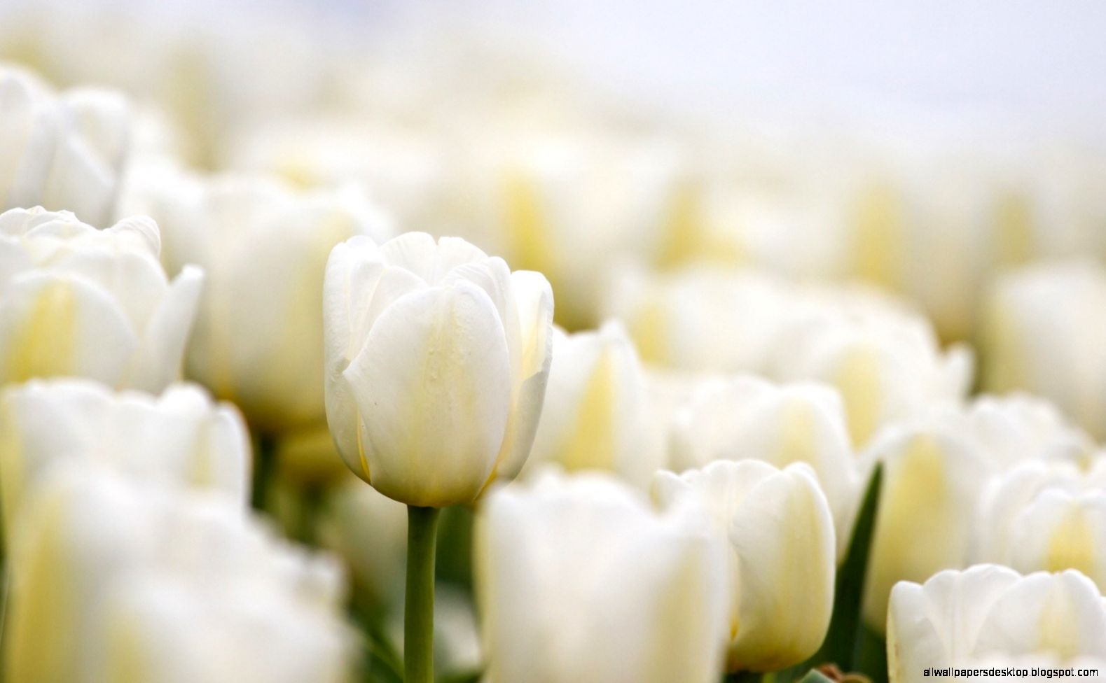 Flowers Tulips One White Amazing Hd Wallpaper