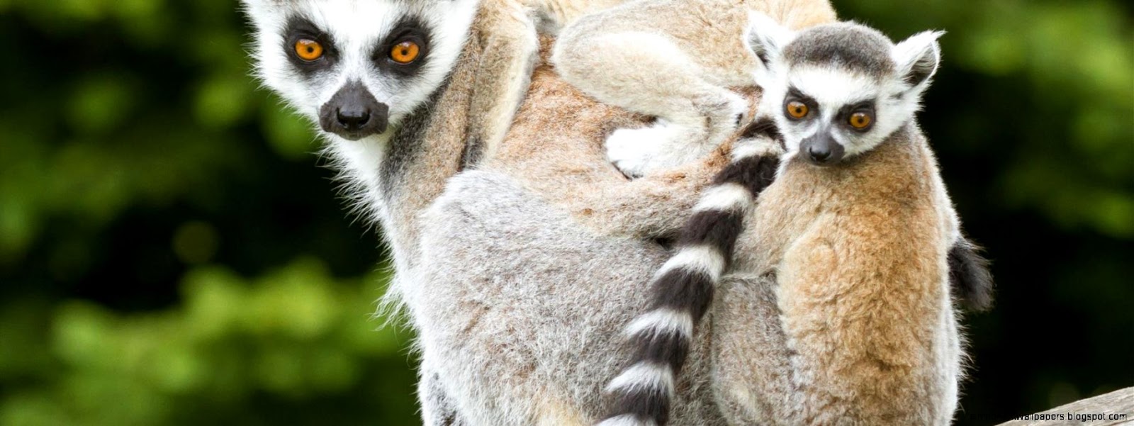 Ring tailed lemur Ring tailed lemur