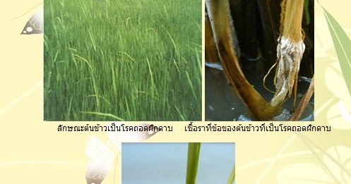 ลมหนาว โรคถอดฝักดาบ (Bakanae Disease)