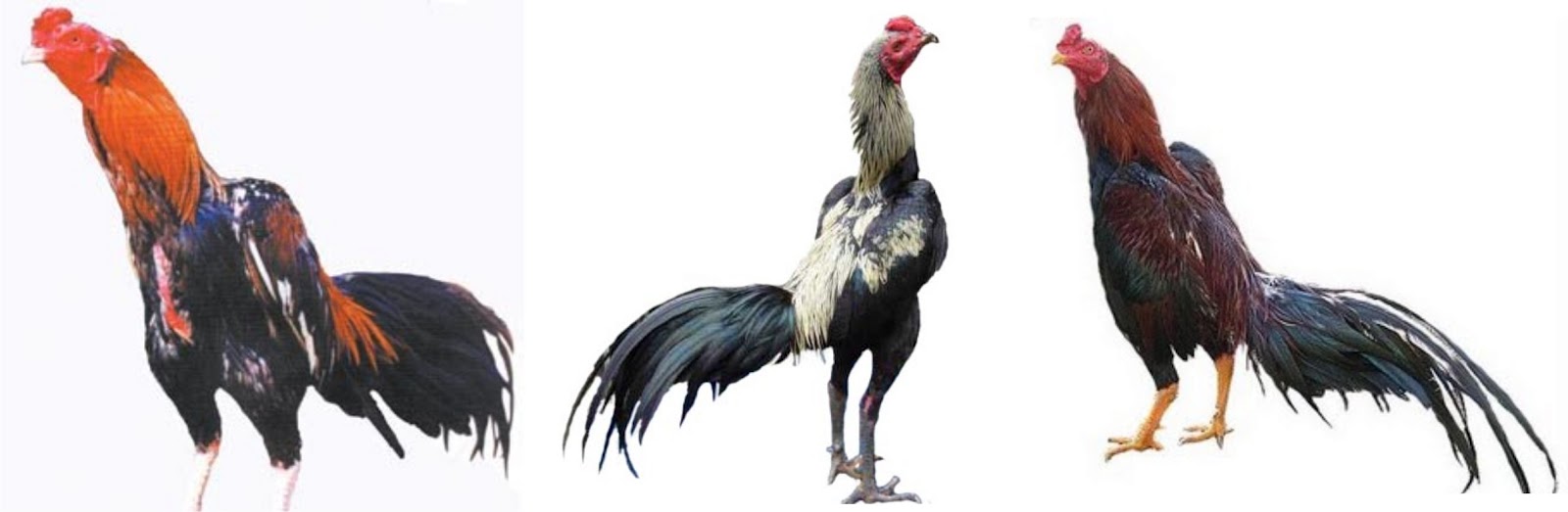 Ayam Unggul Warna Pilihan Ayam Unggul Warna Pilihan