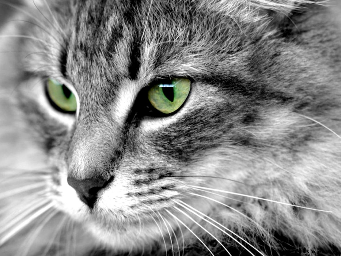 Desktop Wallpaper · Gallery · Animals · Cat face Free Background Desktop Wallpaper · Gallery · Animals · Cat face Free Background
