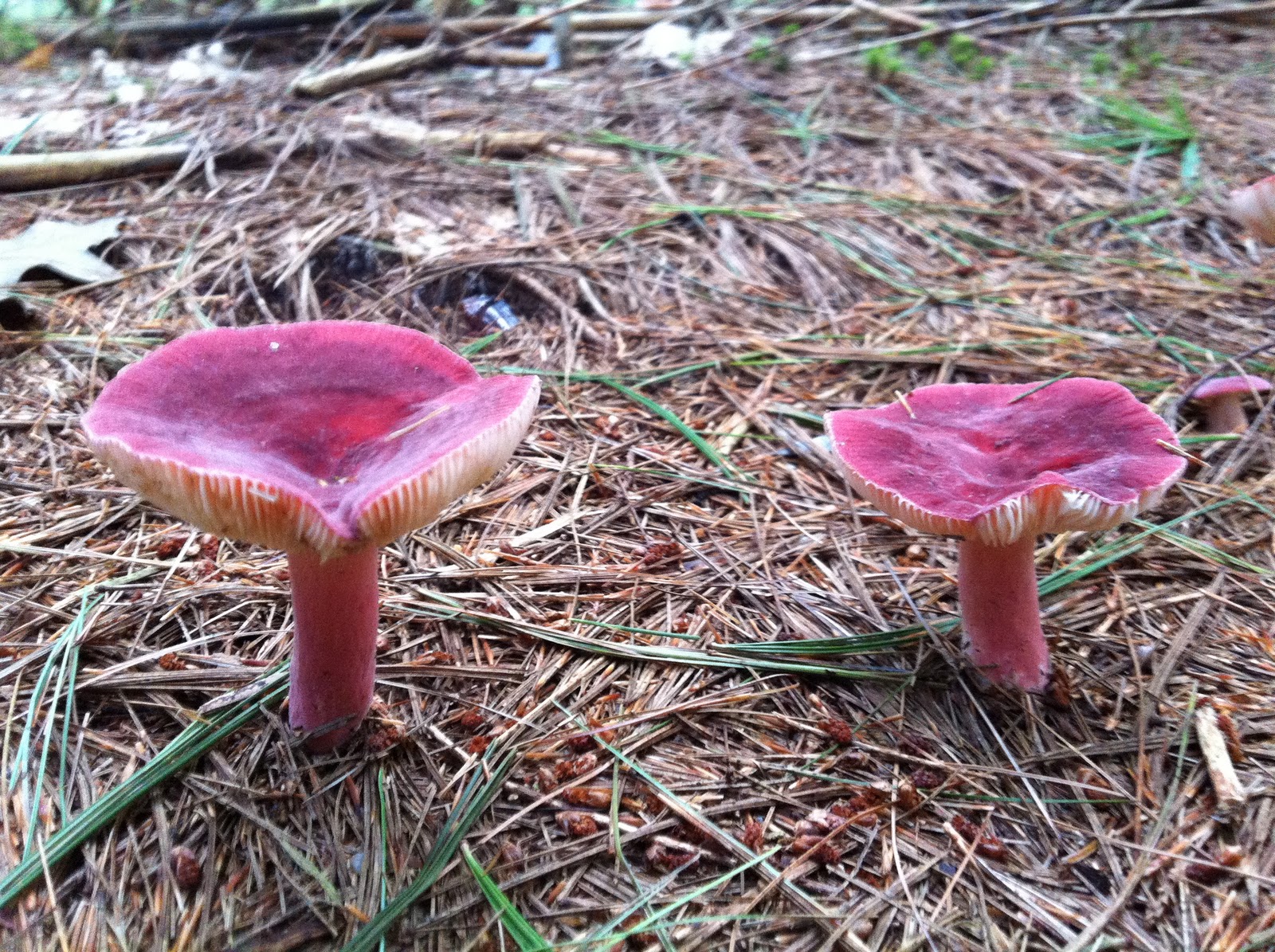 New colors and mushrooms