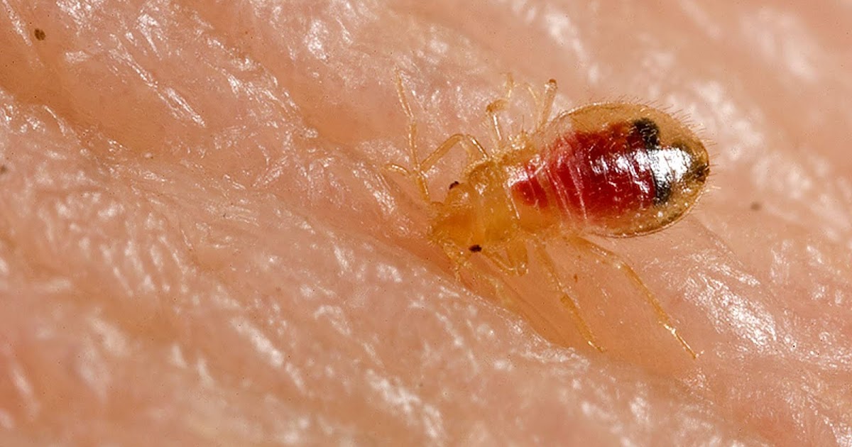 Commercial Sonic Devices Using Ultrasonic Frequencies Ineffective