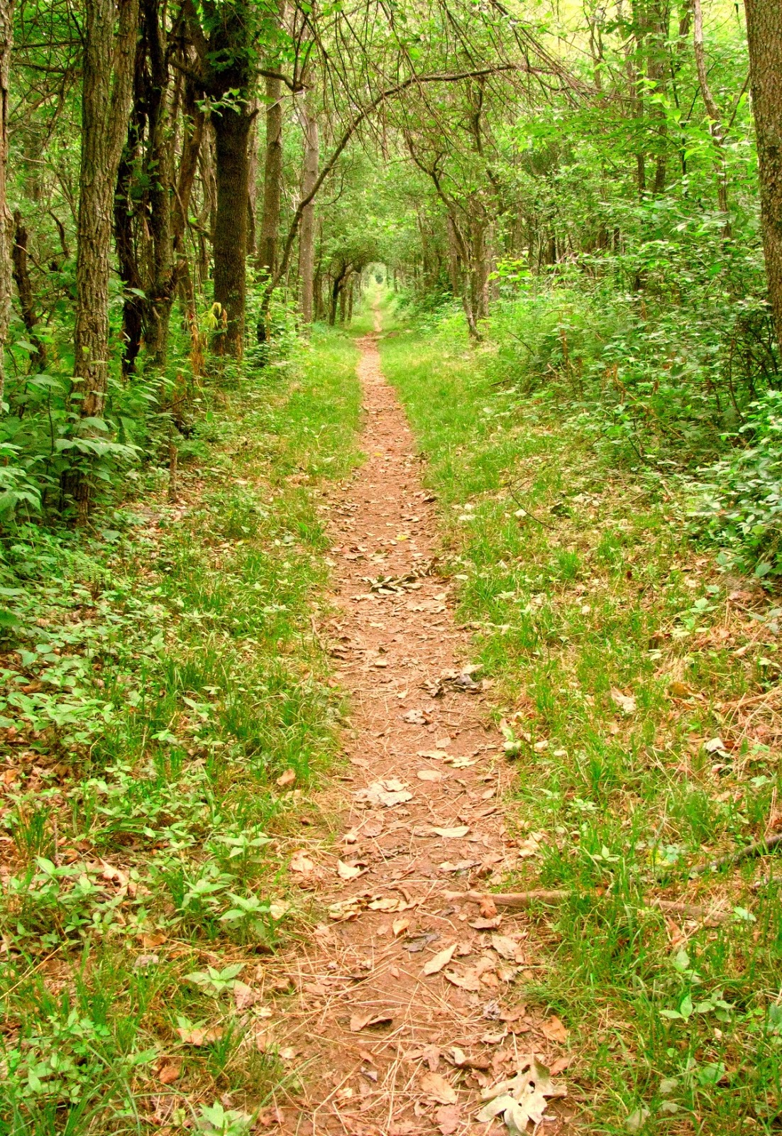 Green Tunnel