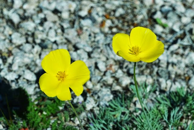 Desert Gold-Poppy, Eschscholzia glyptosperma_1203