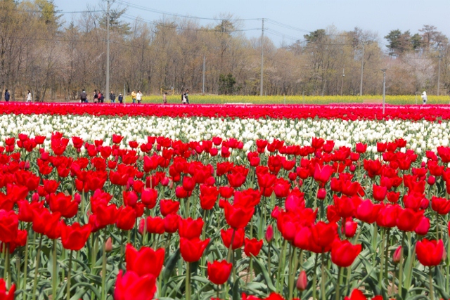 おでブロ 胎内市のチューリップフェスティバルに行きました