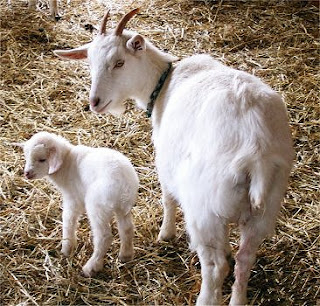 goat and kid