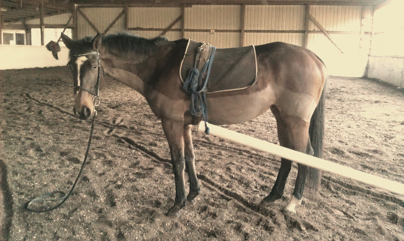 Pony+Torture This side's ok, as long as it doesn't touch my butt! "