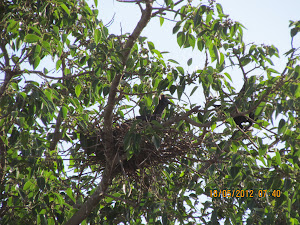 Black Ibis & Jungle Crow Fight:- Photo Mr Samir.Gulavane.