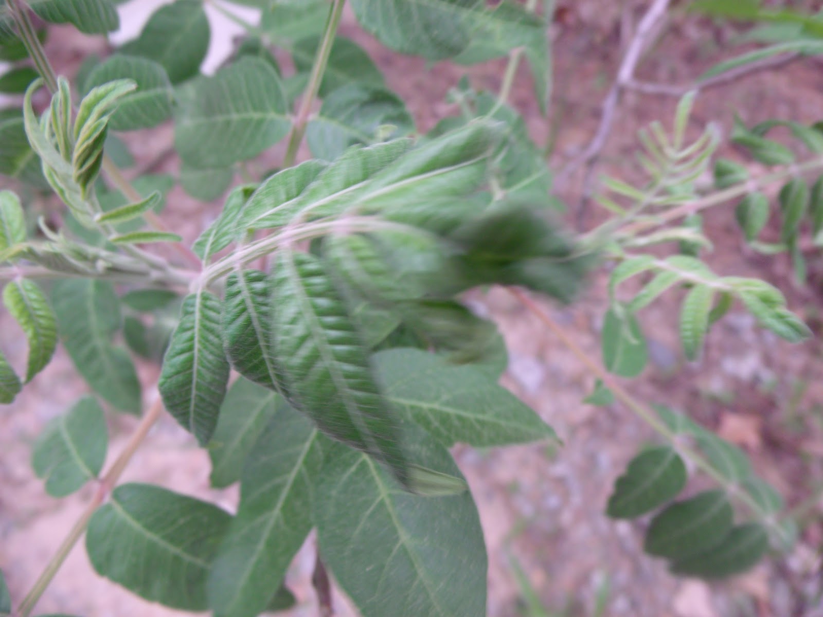 Bio Project 44 Sumac Tree Taxonomy