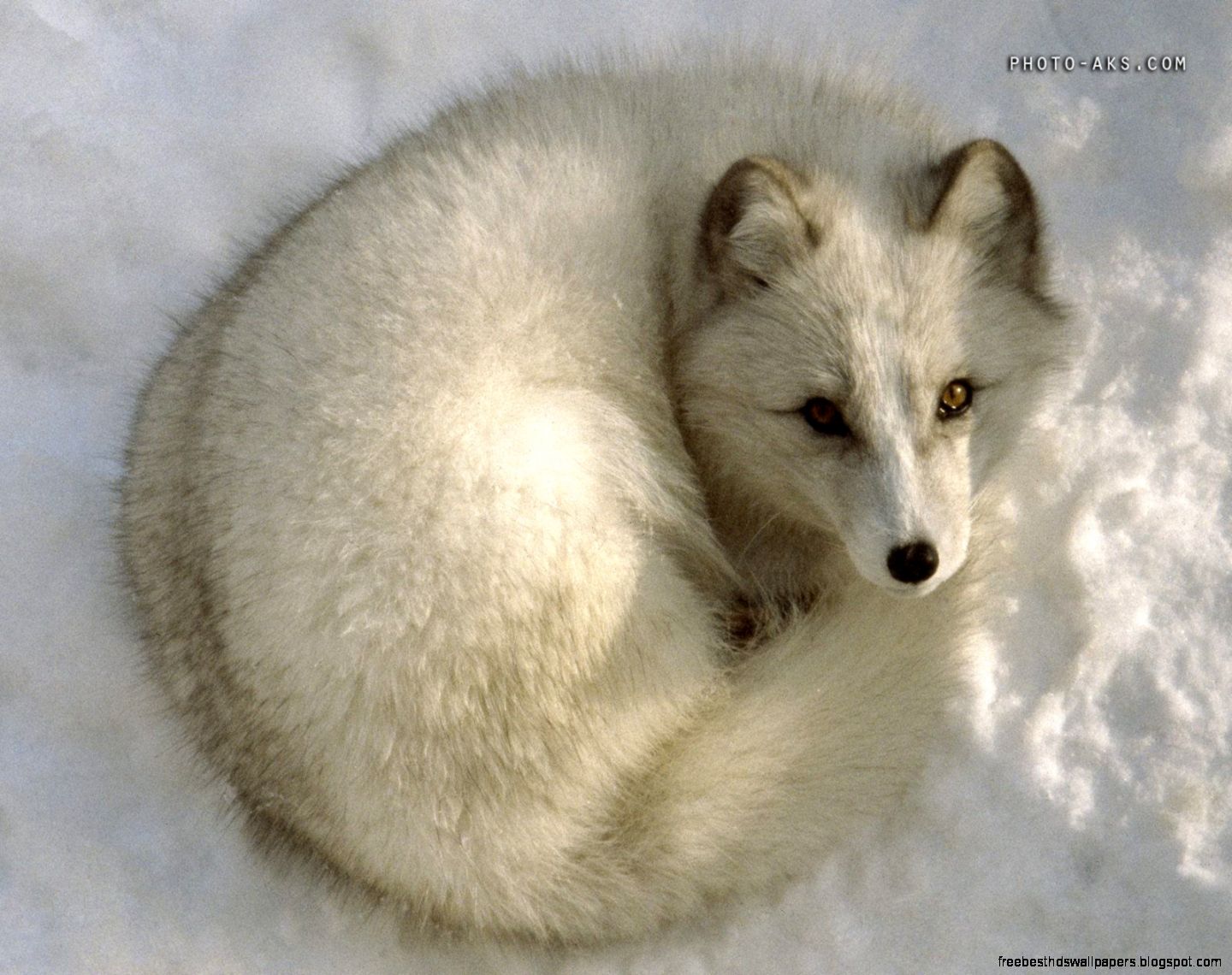 White Arctic Fox White Arctic Fox