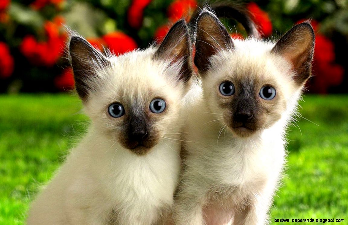 Free Animal Wallpaper 6790661 Free Animal Wallpaper 6790661