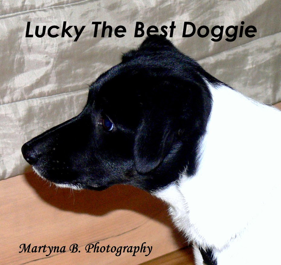 Lucky The Best Doggie